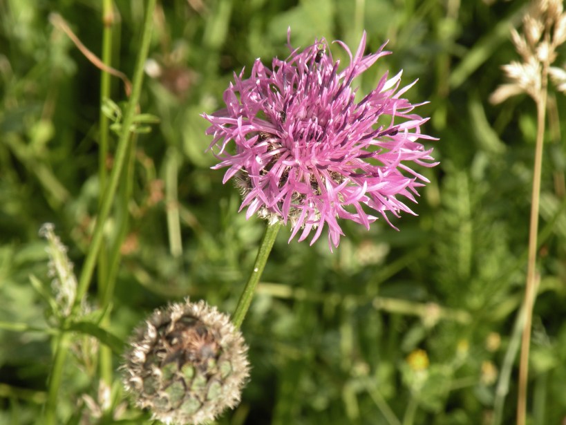 lesser-knapweed-1