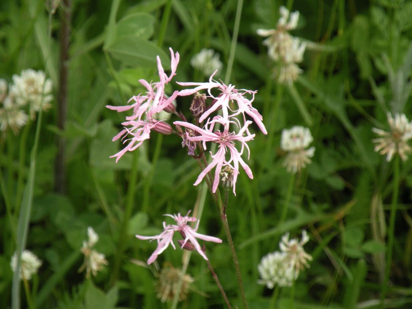 ragged-robin-1