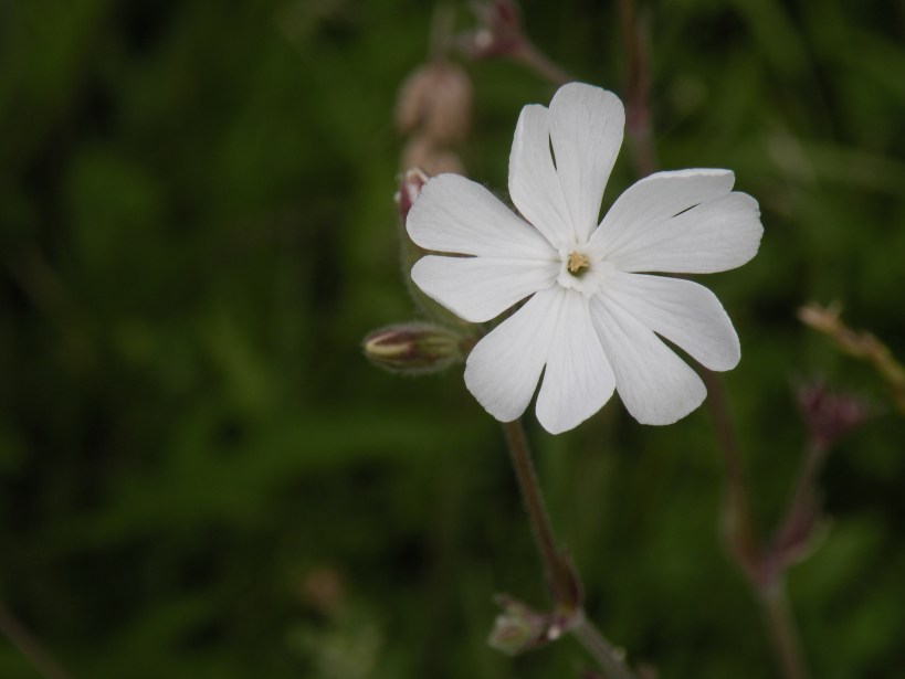 white-campion-1